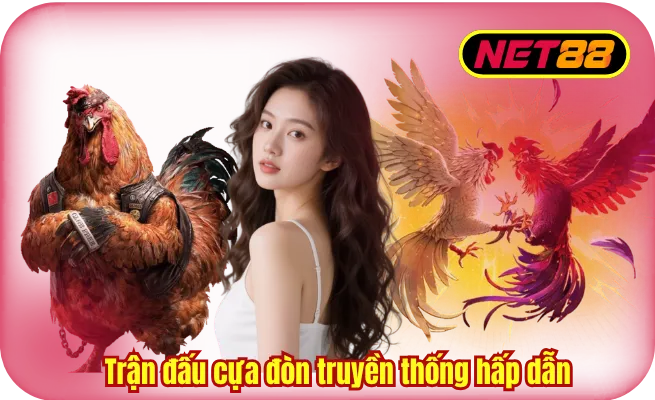tran dau cua don truyen thong hap dan tai net88 Trận đấu cựa đòn truyền thống hấp dẫn tại NET88